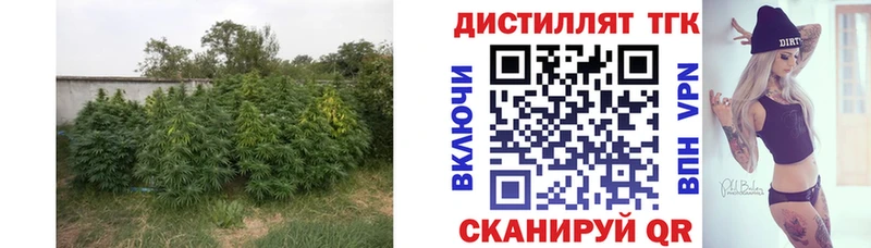 продажа наркотиков  Чебоксары  Дистиллят ТГК концентрат 